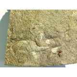 Protocallianassa antiqua